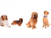 Gruppenbild Hunde